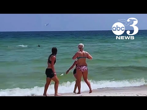 VIDEO: Shark spotted roaming shallow waters at Perdido Key Beach in Florida