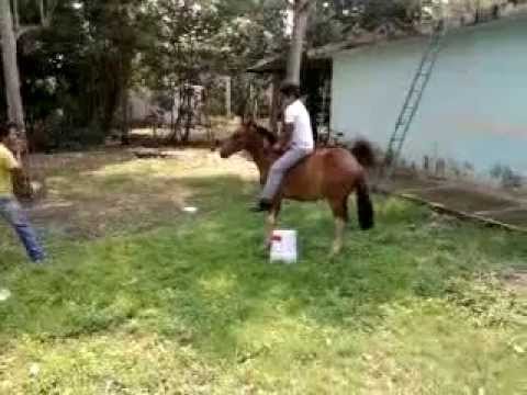 Hasta que edad del caballo se puede montar un caballo