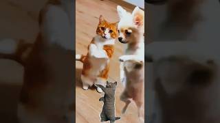 Cute Puppy And Cats Dance Video Shorts 