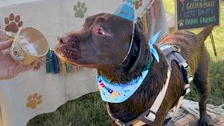 MY LABRADOR HAD THE ULTIMATE BIRTHDAY POOL PARTY!!  *CHAOS*