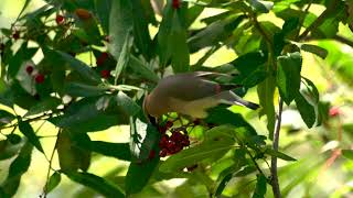 Bande annonce - Pourquoi les oiseaux sont importants