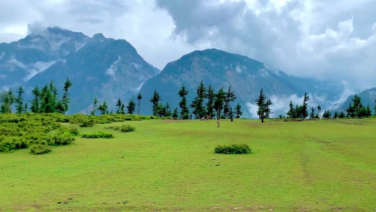 Green top kalam| buyoon kalam| bishai meadows