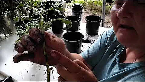Planting Rooted Sage Cuttings