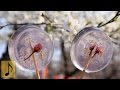 How to make Sakura Jelly Pop Candy【1 Minute Cooking】