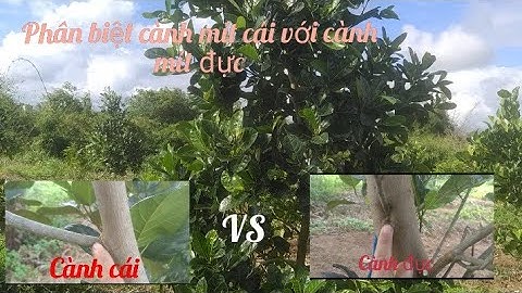 Cách phân biệt cành mít cái và mít đực dễ nhất HIẾU NT TV