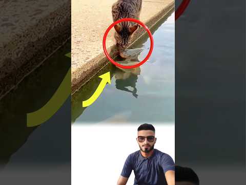 قفزة محسوبة ومخلب ماهروهكذا نال القط صيده لايك ترند متابعه 