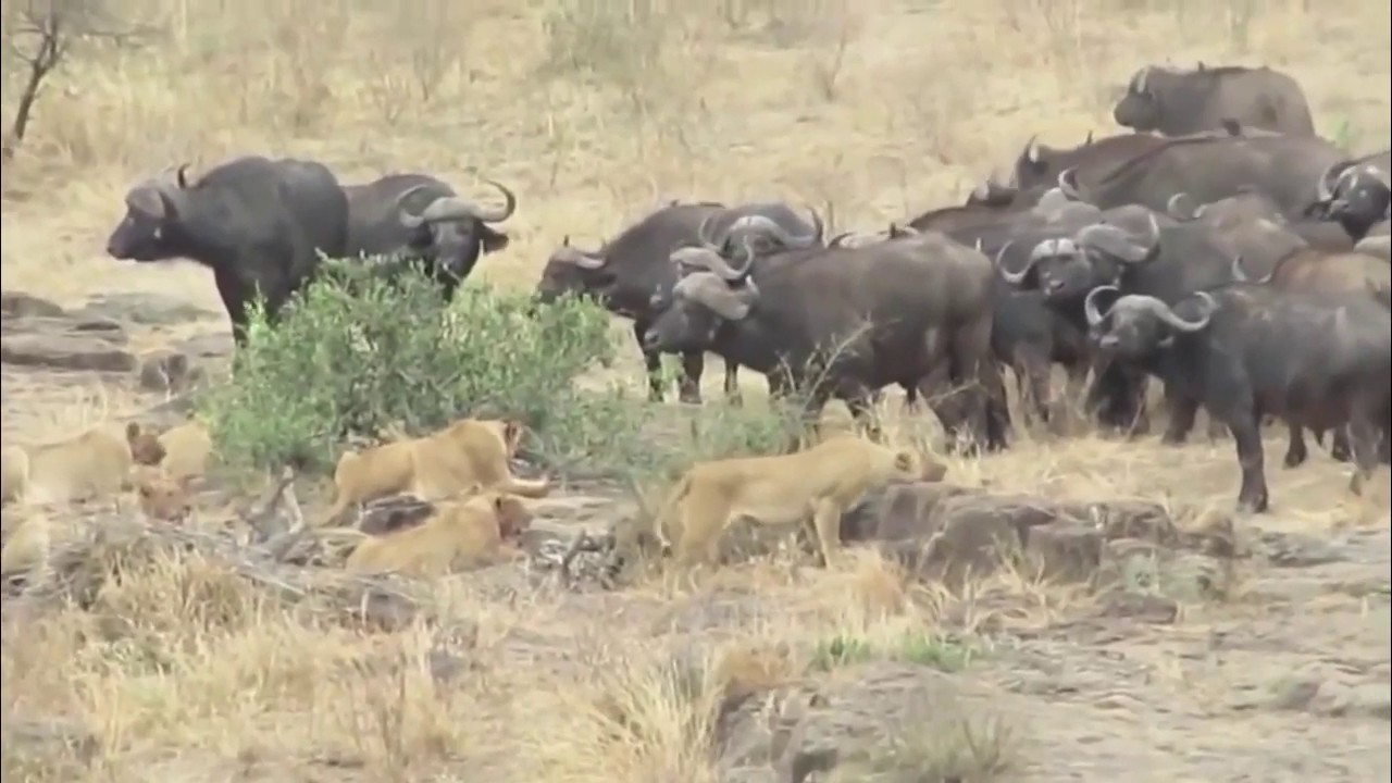 animal attacks reddit Buffaloes Try To Save Warthog From Lions