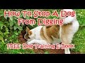 How To Stop A Dog From Digging - FREE Dog Training E-Book How To Stop A Dog From Digging - FREE Dog Training E-Book