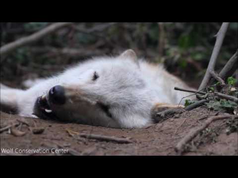 Laziest Wolf Howls (part 2)