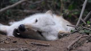 Laziest Wolf Howls Part 2