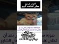 شاهد ماذا فعل صاحب القط عندما رأي القط يبكي بعد تركه في الشارع بعد أن عاشت سنوات الفيديو اول تعليق
