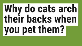 Why do cats arch their backs when you pet them?