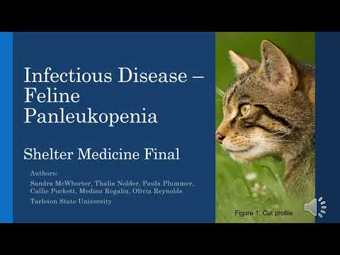 Video: Feline Distemper (Panleukopenia): 2-бөлүк