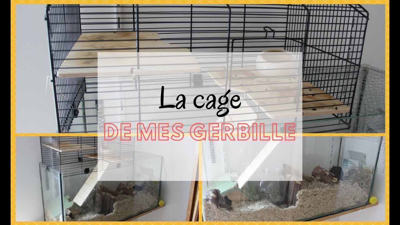 La cage de mes gerbilles CAGES/ENVIRONNEMENT YouTube