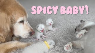 Dog Watches Kittens After Cat Gives Birth