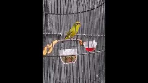 pleci nembak panjang # Andre pekatik # solo koloni