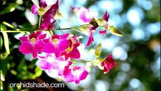Orchids Flower with Soft Instrument Music