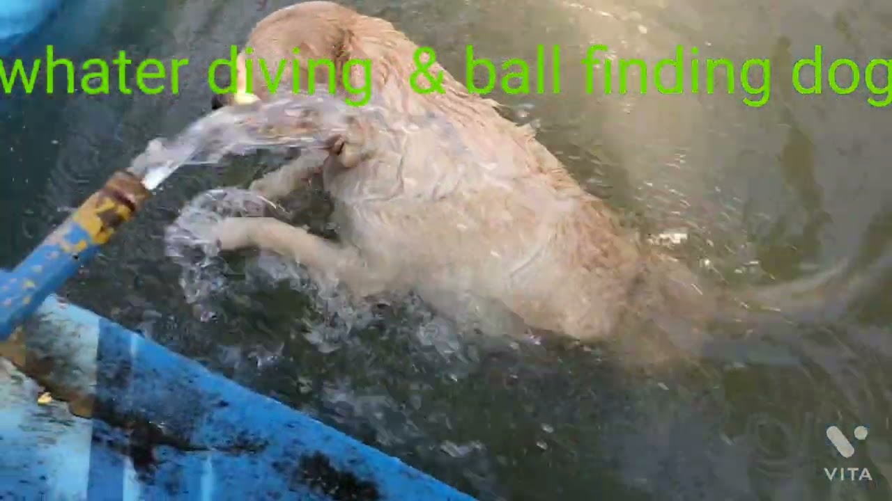 dog training skill water dog diving and ball finding dog training tips