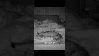 What our CAT does at night  Hidden night camera CCTV #cats #catcam #cctv