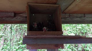 うちのニワトリが卵を温めてヒヨコを育て始めました Youtube