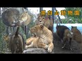 【茶臼山動物園】ライオン夫婦の臼三とつむぎの紹介動画
