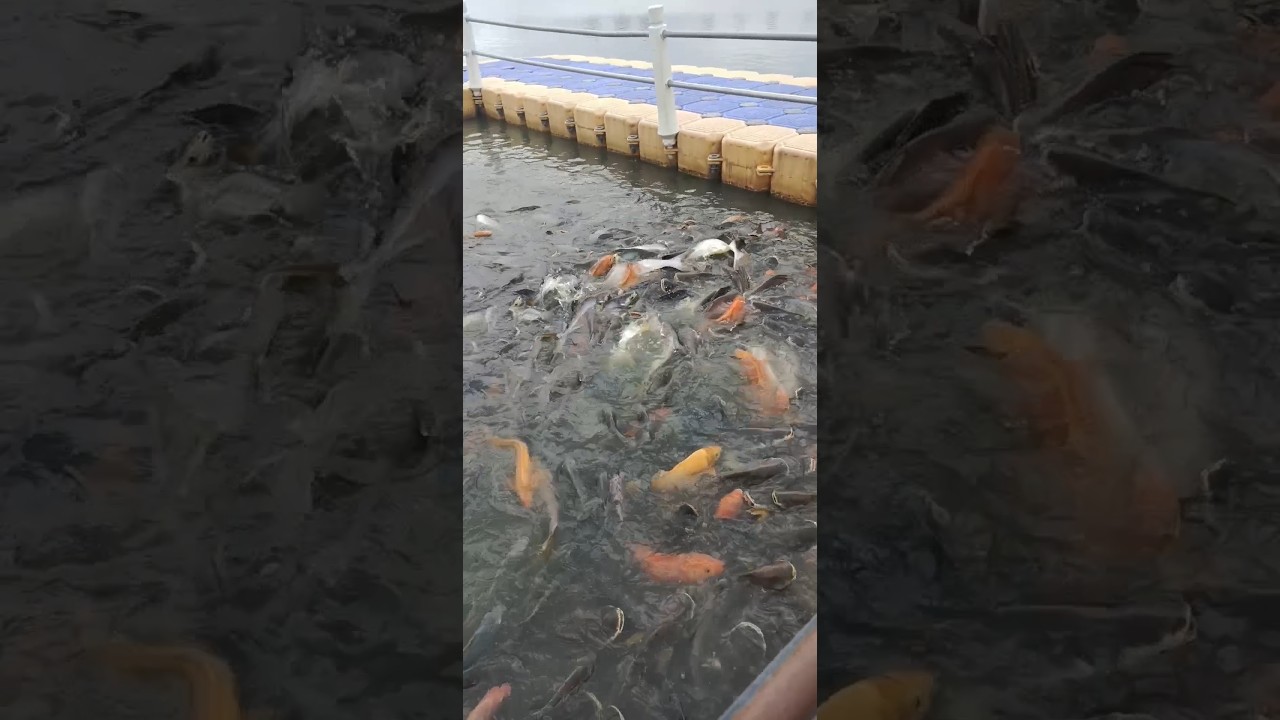 Holiday feeding for fish 