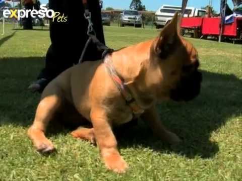 Bobtail: Northern Areas French Bulldog Club (22.2.2013 ...