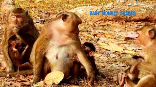 Dito monkeys are very afraid of their moms, mom daisy are bored and baby.