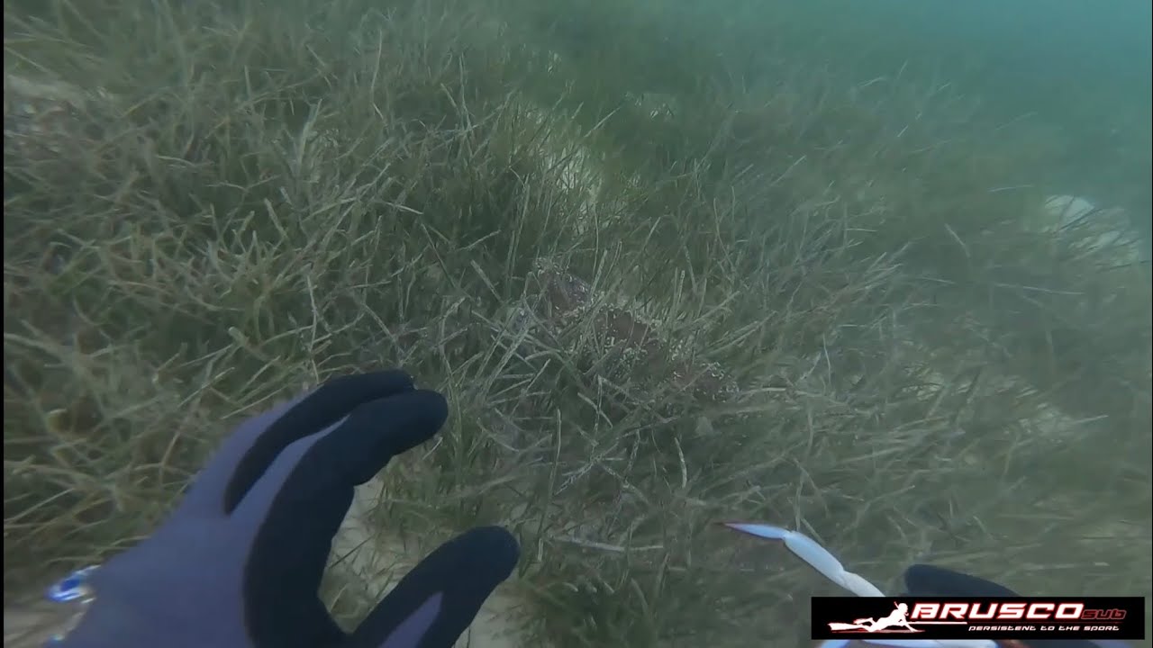 Season of crabs is near (Krusty Krab) YouTube