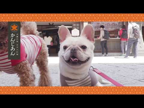 松山市道後にあるペット処　～犬猫の宿・お手入れ処～　かんじあん