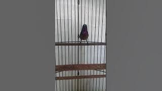 Kolibri ninja ICE LAND isian ciblek nembak rapat