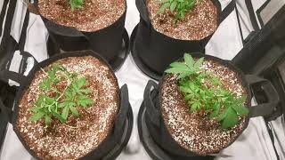 Nova OG Grow - From Germination to Week 6 of Veg & Week 1 - Week 3 of Flower! Best Grow So Far!!! 😎