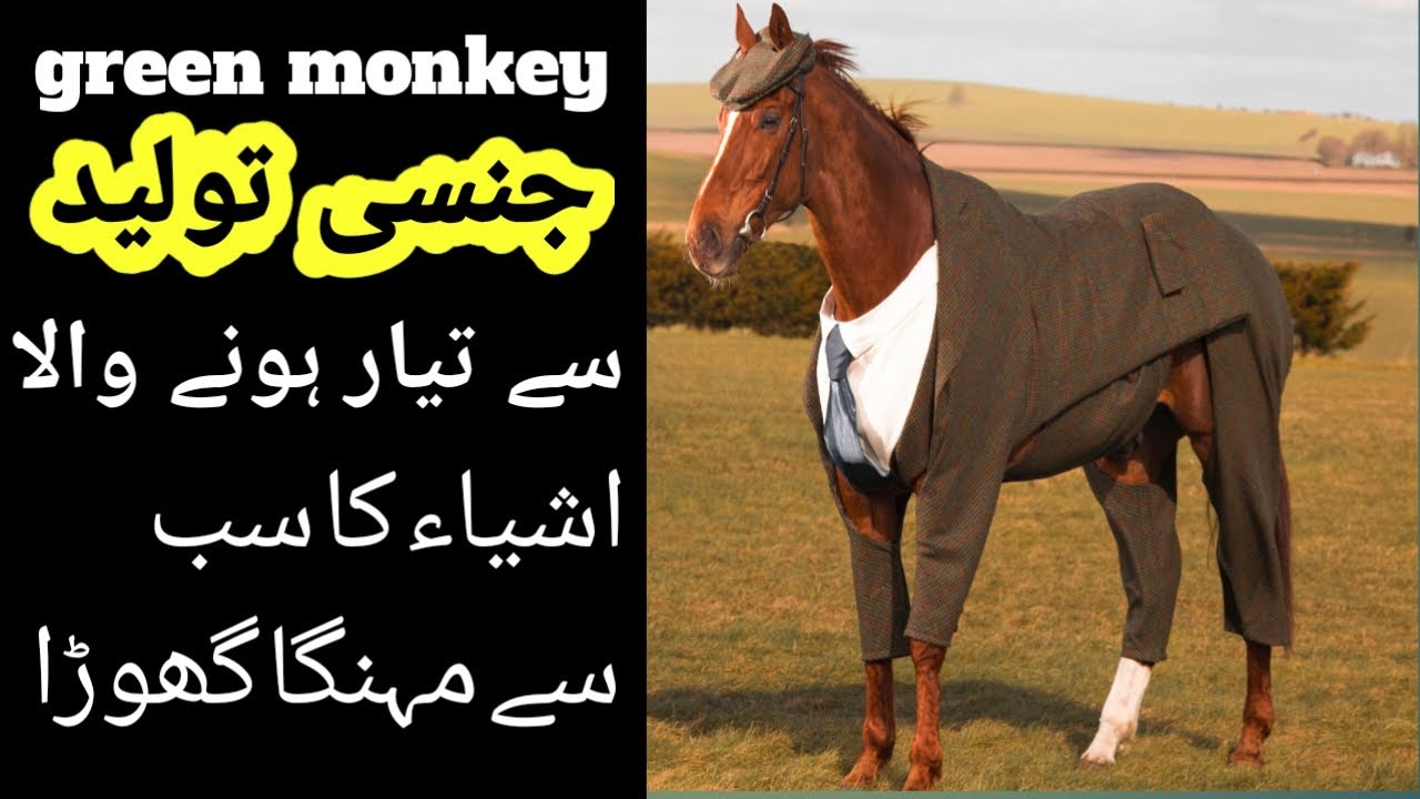 Most Expensive Horse Green Monkey Jansi Tolid Sy Tayr Honey Wala Horse 1million Dollars Moeziz Tv Youtube