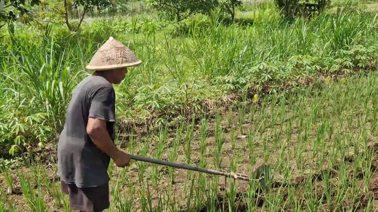 ODDLY SATISFYING! FARMER WEEDING RICE WITH A UNIQUE TOOL - Agriculture Gardening