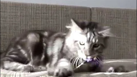 Watch the video about Mainecoon Hannibal White Lynx*BY
