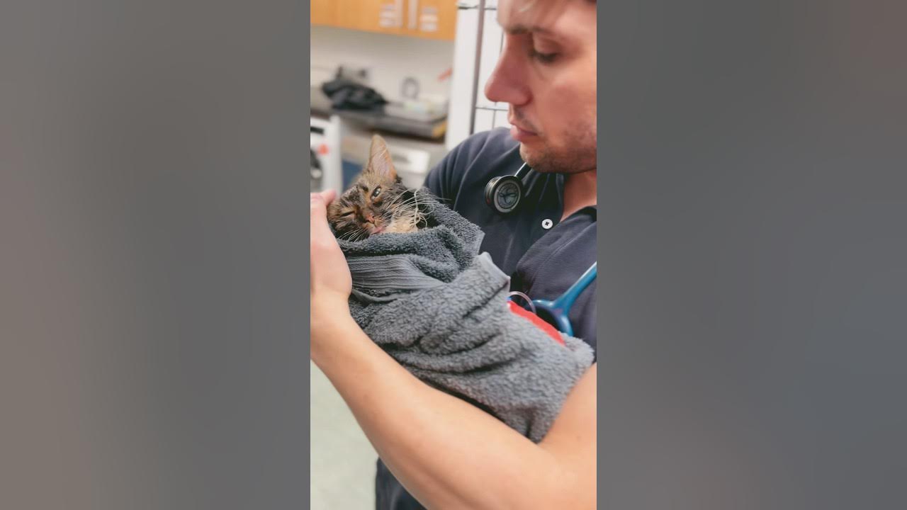 Ulcerated tongue, eyes and skin due to bleach veterinary fypシ cat 