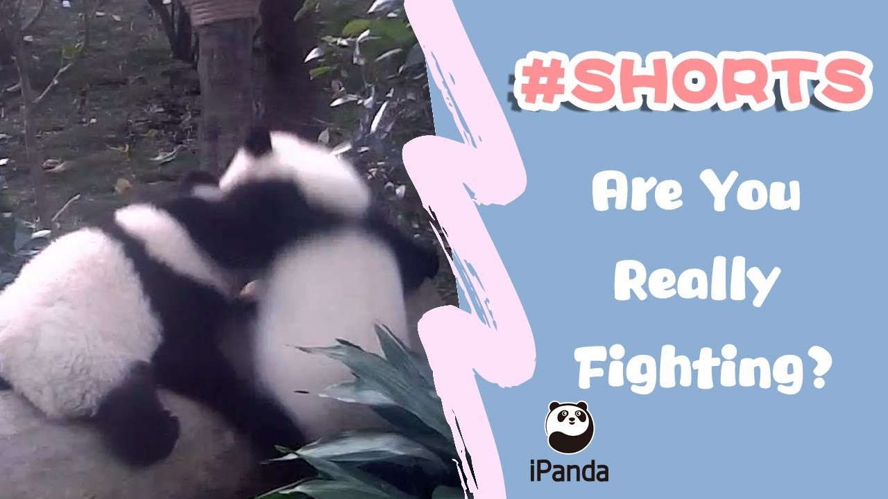Are You Really Fighting? | iPanda #shorts