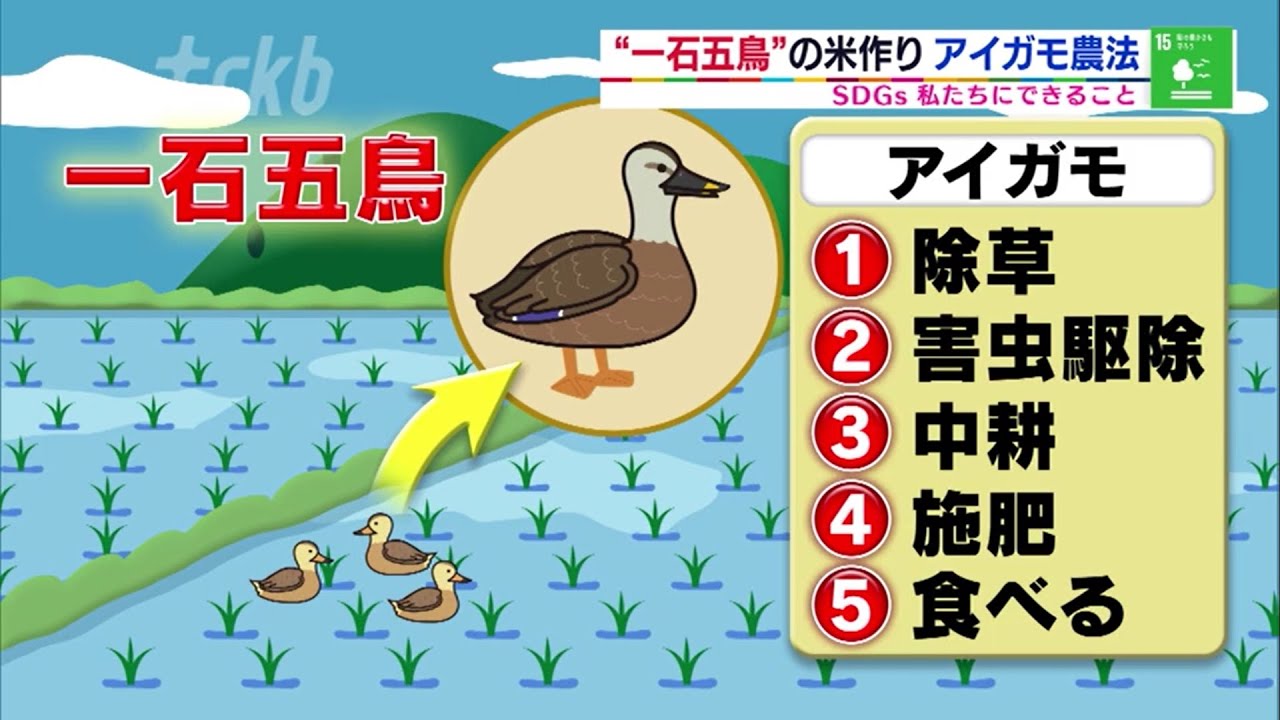 ＊2020年8月10日放送ＳＤＧｓ　“一石五鳥”！？アイガモ農法