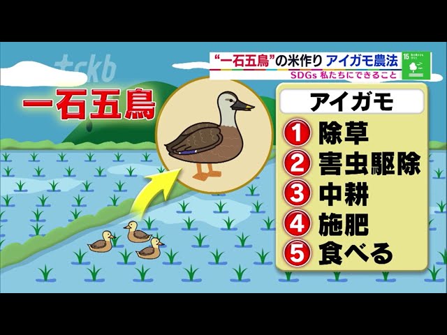 2020年8月10日放送SDGs “一石五鳥”！？アイガモ農法 - YouTube