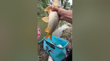 Càng đi chỗ vắng càng dễ săn hàng khủng #mekakau #fishing #caucathugian #carpfishing #cuoccauca