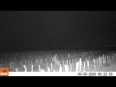 Liebre Europea (Lepus europaeus), considerada plaga en Argentina.
