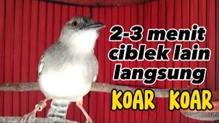 ciblek gacor nembak plus suara ciblek betina memanggil jantan