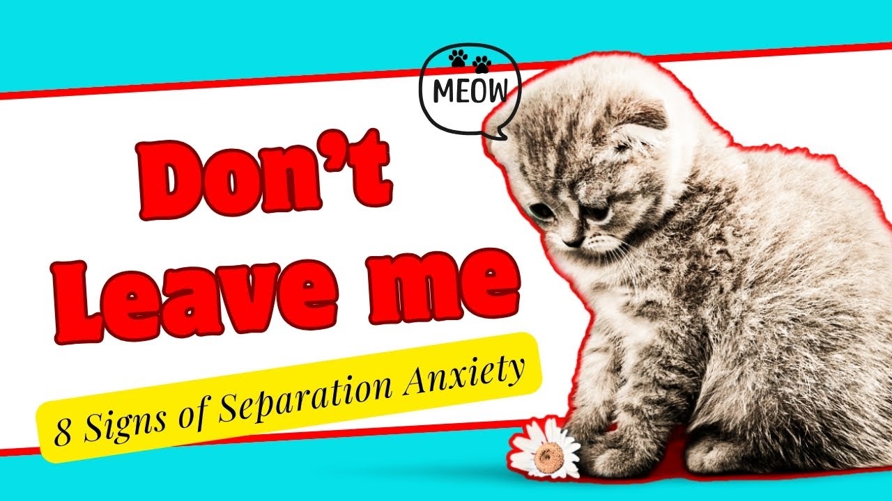 Cat Stress Symptoms 】 8 signs of separation anxiety in cats - YouTube