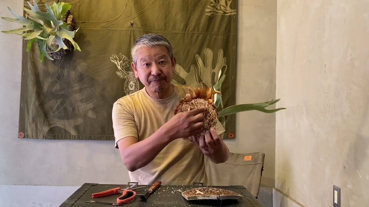 ビカクシダの板替え