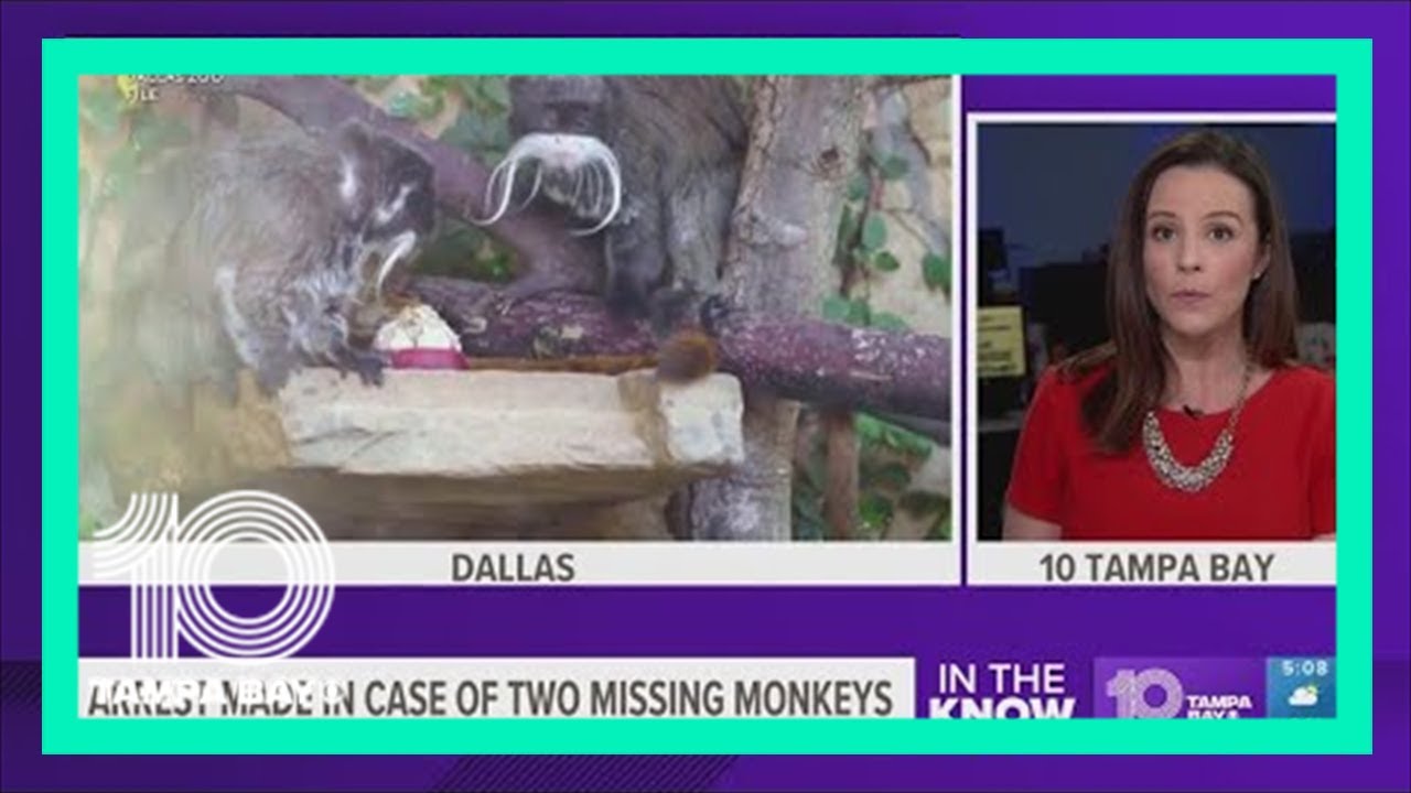 Man arrested in connection to missing Dallas Zoo monkeys, clouded leopard, officials say