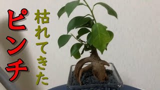観葉植物 ガジュマル枯れた Youtube
