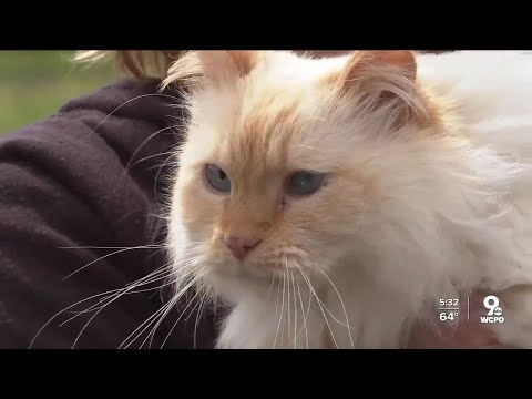 This cat went missing from Kentucky five years ago. In February, he showed up in Texas.