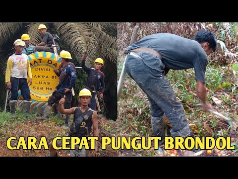 CARA CEPAT PUNGUT BRONDOL