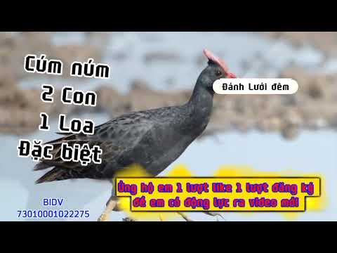 Tiếng Cúm Núm ghép đặc biệt 2 con kêu gọi bầy #cumnum #gadong