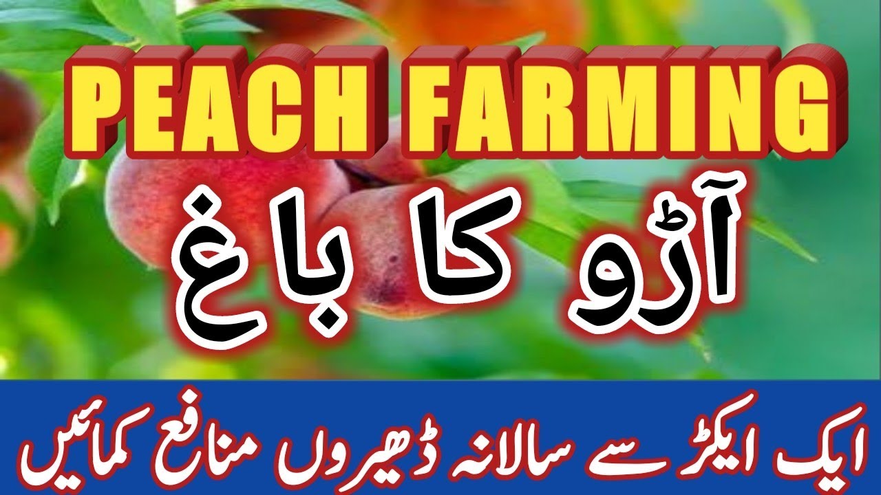 Peach Farming in Punjab/ Pothohar PAKISTAN(پوٹھوہار میں آڑو کی کاشت